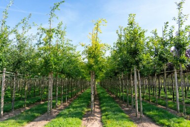 Quercus palustris haute-tige 10/12