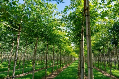 Quercus palustris haute-tige 10/12