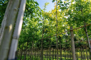 Quercus palustris haute-tige 10/12