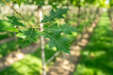 Quercus palustris haute-tige 10/12