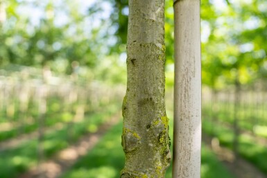 Quercus palustris haute-tige 10/12