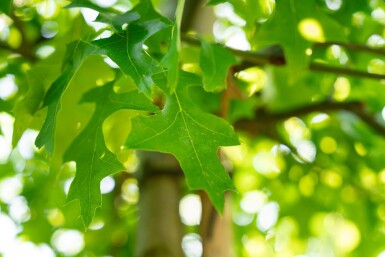 Quercus palustris haute-tige 10/12