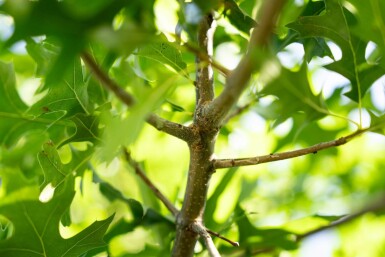 Quercus palustris cépée 200-250