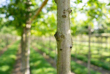Quercus palustris cépée 200-250