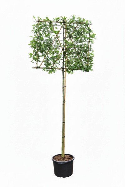 Quercus palustris espalier 12/14 190cm tronc 150b x 120h