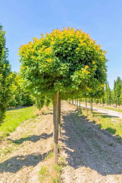 Quercus palustris 'Green Dwarf' haute-tige 6/8 180cm tronc