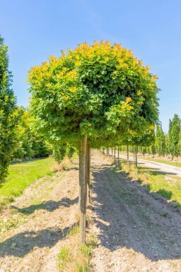 Quercus palustris 'Green Dwarf' haute-tige 6/8 180cm tronc