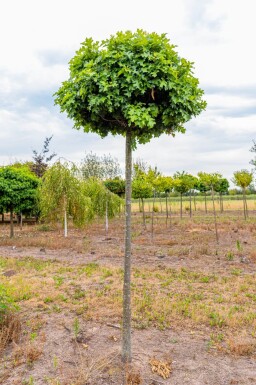 Quercus palustris 'Green Dwarf' haute-tige 6/8 180cm tronc