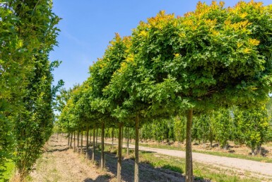 Quercus palustris 'Green Dwarf' haute-tige 6/8 180cm tronc