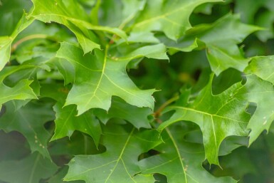 Quercus palustris 'Green Dwarf' haute-tige 6/8 180cm tronc
