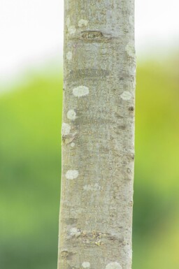 Quercus palustris 'Green Dwarf' haute-tige 6/8 180cm tronc