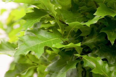 Quercus palustris 'Green Dwarf' haute-tige 6/8 180cm tronc