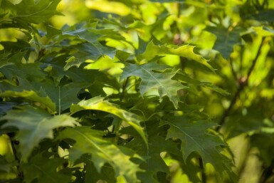 Quercus palustris 'Green Dwarf' haute-tige 6/8 180cm tronc