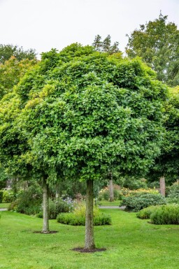 Quercus palustris 'Green Dwarf' haute-tige 6/8 180cm tronc