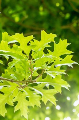 Quercus palustris 'Green Dwarf' haute-tige 6/8 180cm tronc