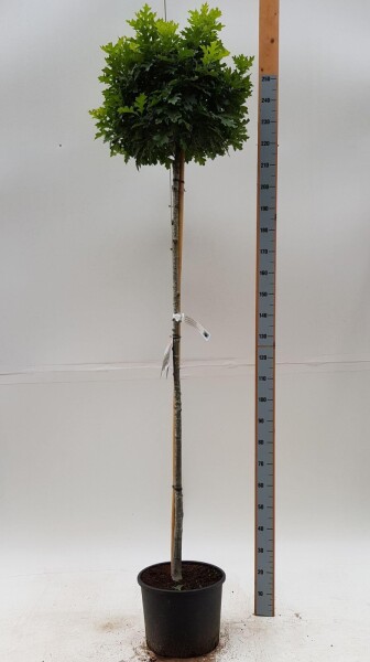 Quercus palustris 'Green Dwarf' haute-tige 20/25 225cm tronc