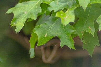 Quercus palustris 'Green Dwarf' haute-tige 20/25 225cm tronc