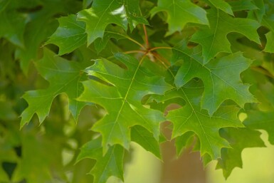 Quercus palustris 'Green Dwarf' haute-tige 20/25 225cm tronc