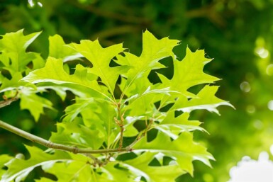 Quercus palustris 'Green Dwarf' haute-tige 20/25 225cm tronc