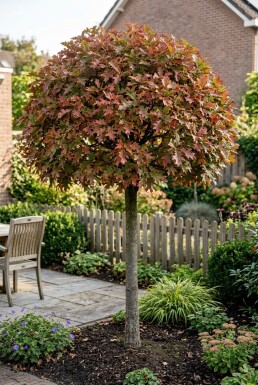 Quercus palustris 'Green Dwarf' demi-tige