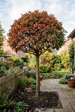 Quercus palustris 'Green Dwarf' demi-tige