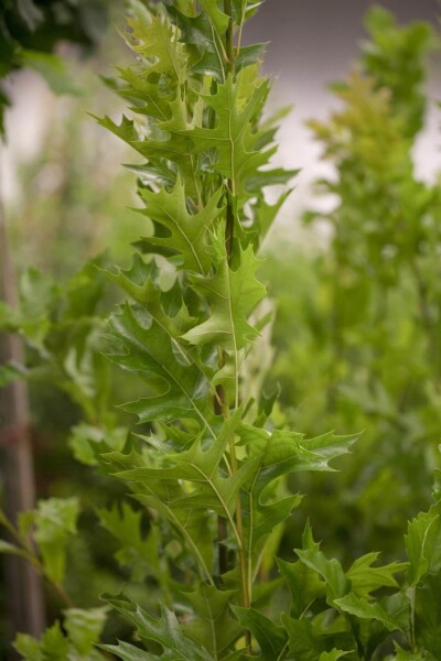 Quercus palustris 'Green Pillar' haute-tige 4/6