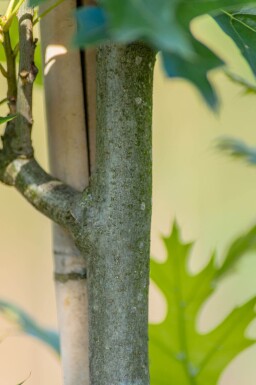 Quercus palustris 'Green Pillar' haute-tige 4/6