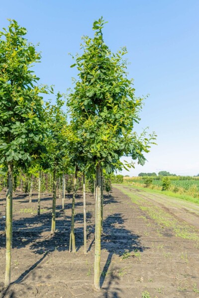 Quercus petraea haute-tige 14/16