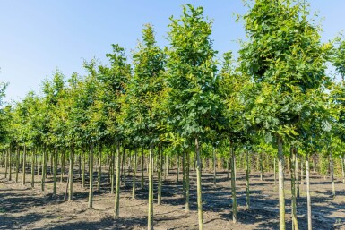 Quercus petraea haute-tige