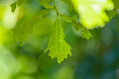 Quercus petraea haute-tige 14/16