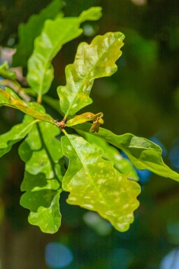 Quercus petraea haute-tige 14/16