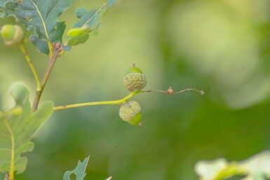 Quercus petraea haute-tige 14/16