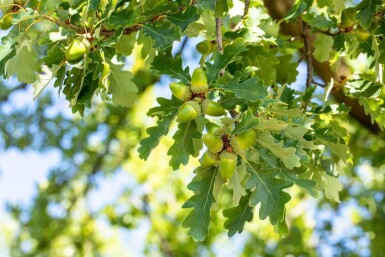 Quercus petraea haute-tige 14/16