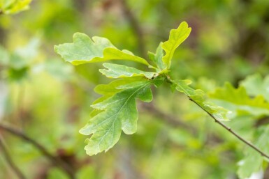 Quercus petraea haute-tige 14/16
