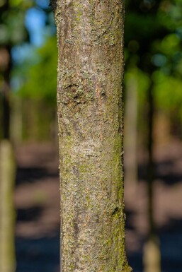 Quercus petraea cépée