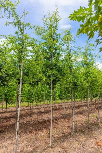 Quercus phellos haute-tige 12/14