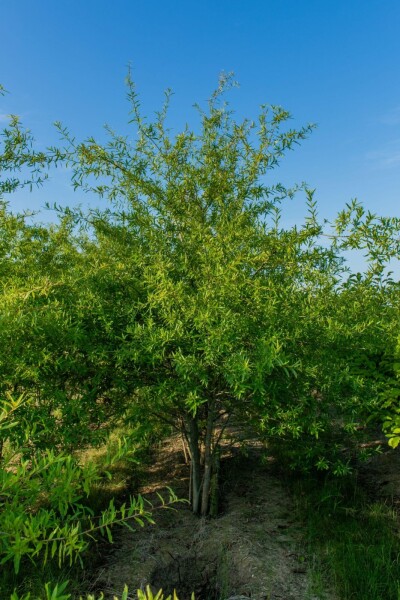 Quercus phellos cépée 350-400