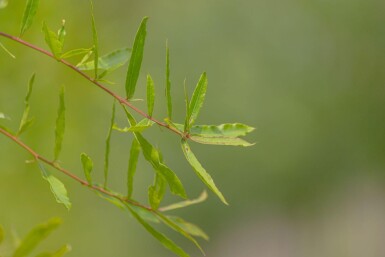 Quercus phellos cépée 350-400