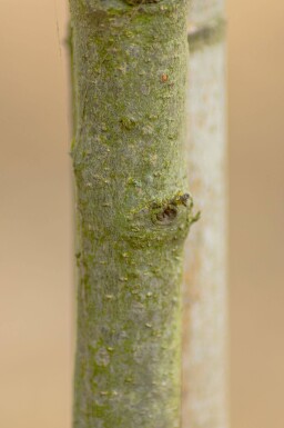 Quercus phellos cépée 350-400