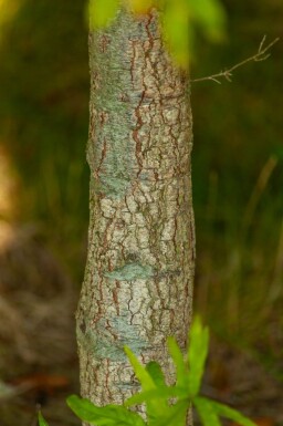 Quercus phellos cépée 350-400