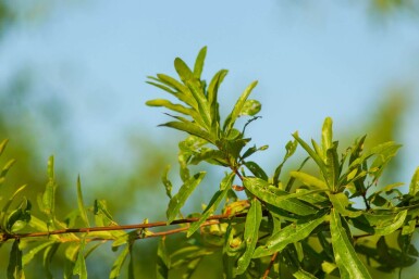 Quercus phellos cépée 350-400