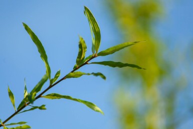 Quercus phellos cépée 350-400