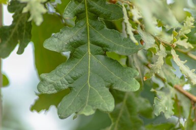 Quercus pubescens haute-tige