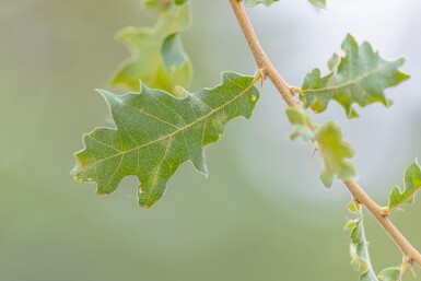 Quercus pubescens cépée