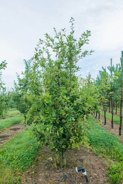 Quercus robur cépée 200-250