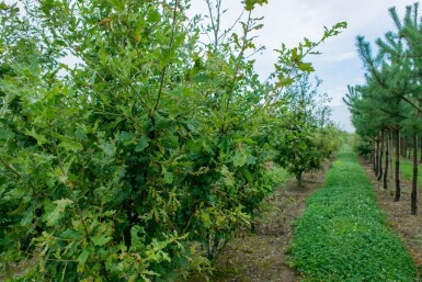 Quercus robur cépée 200-250