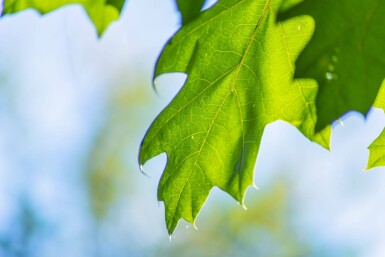 Quercus robur cépée 200-250