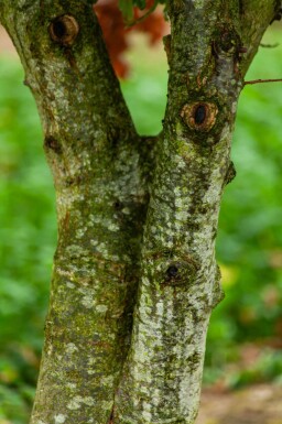 Quercus robur cépée 200-250