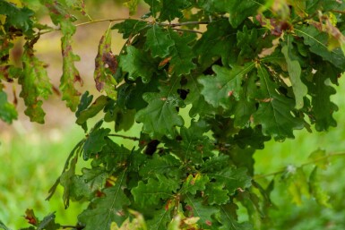 Quercus robur cépée 200-250
