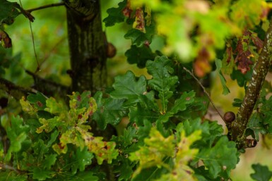 Quercus robur cépée 200-250